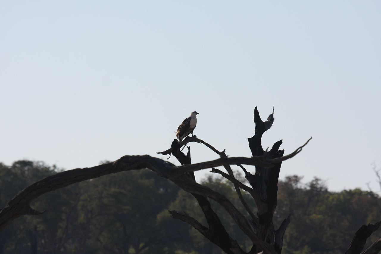[18148] 2016_06_28_02_33_57_Africa_Canon_EOS_40D_IMG__02513.jpg