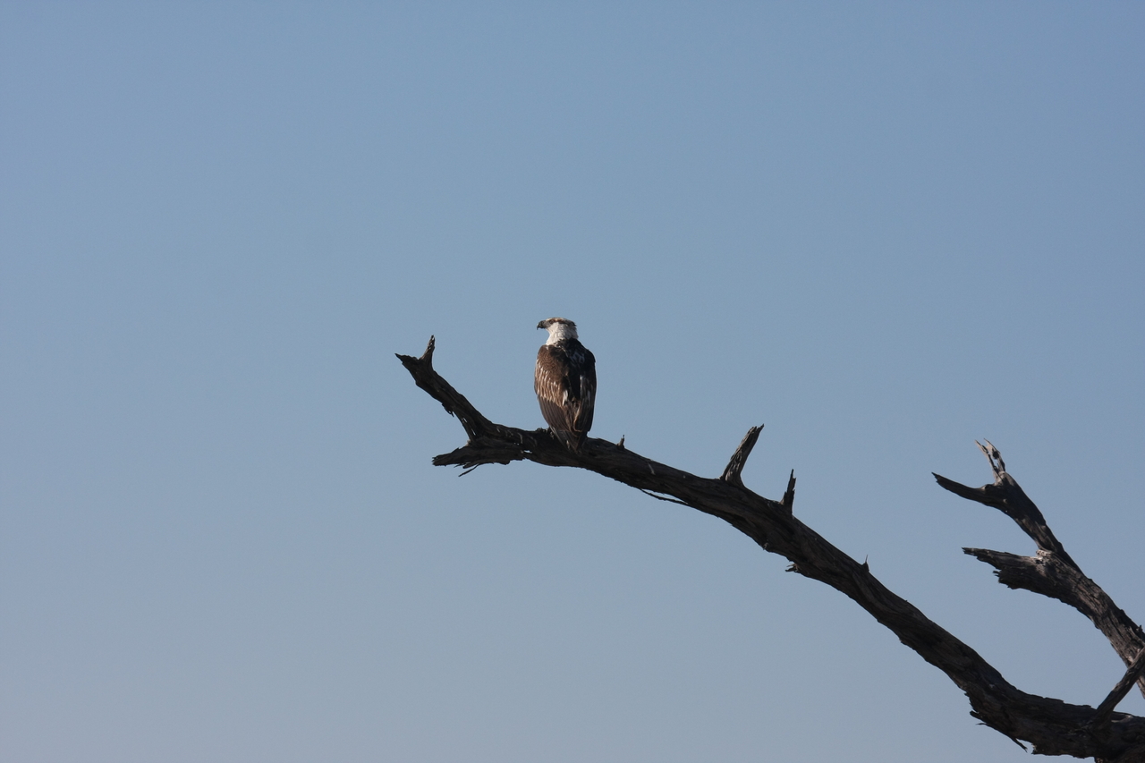 [18156] 2016_06_28_02_34_48_Africa_Canon_EOS_40D_IMG__00129.jpg