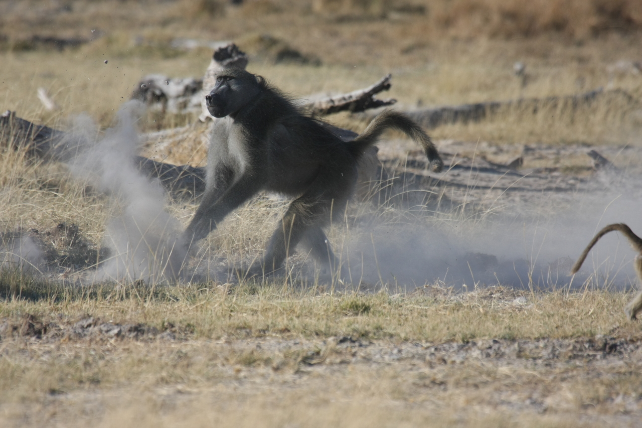 [18202] 2016_06_28_02_44_24_Africa_Canon_EOS_40D_IMG__09978.jpg