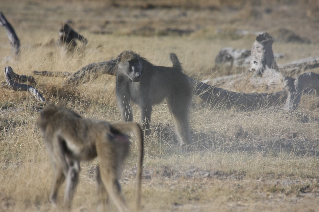 [18204] 2016_06_28_02_44_30_Africa_Canon_EOS_40D_IMG__00146.jpg