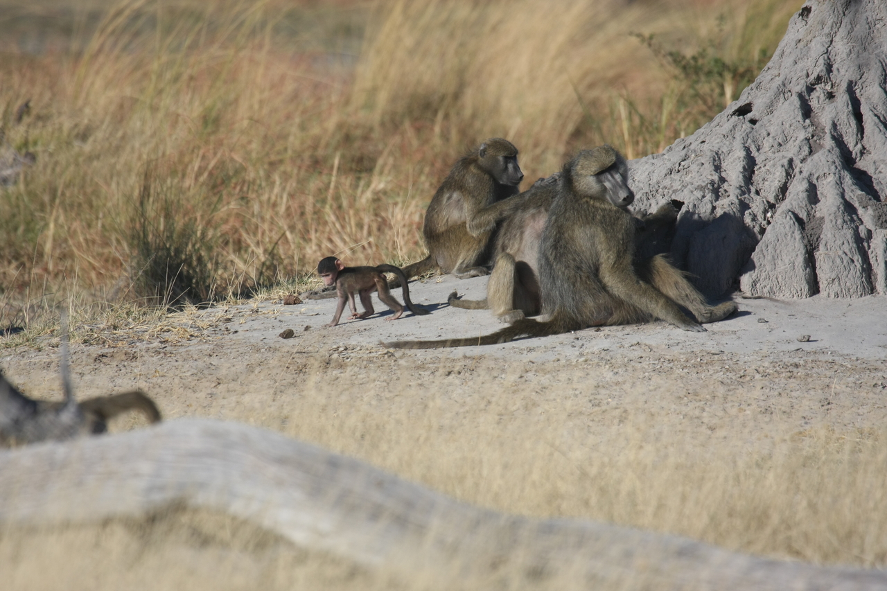 [18227] 2016_06_28_02_44_54_Africa_Canon_EOS_40D_IMG__09988.jpg