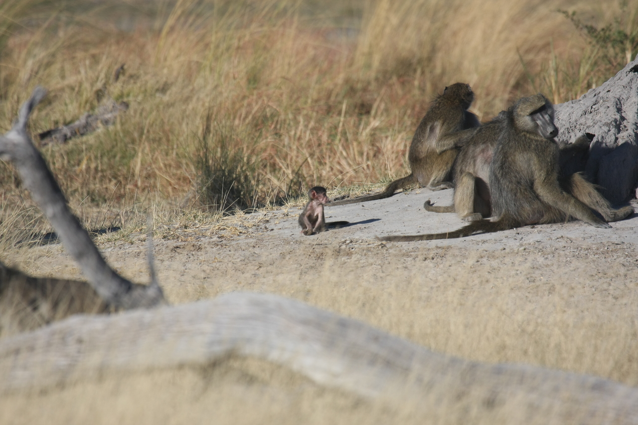 [18231] 2016_06_28_02_44_58_Africa_Canon_EOS_40D_IMG__02543.jpg