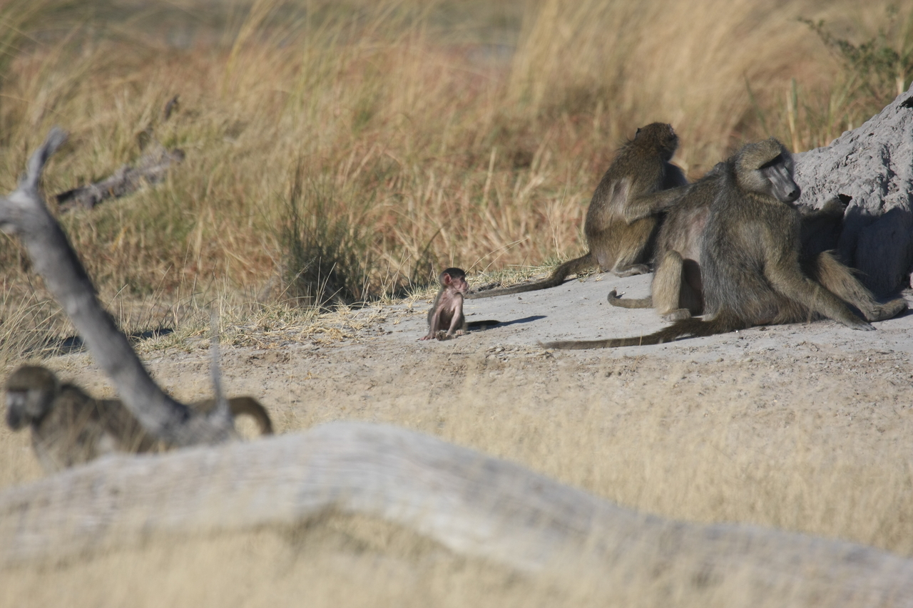 [18232] 2016_06_28_02_44_58_Africa_Canon_EOS_40D_IMG__09989.jpg