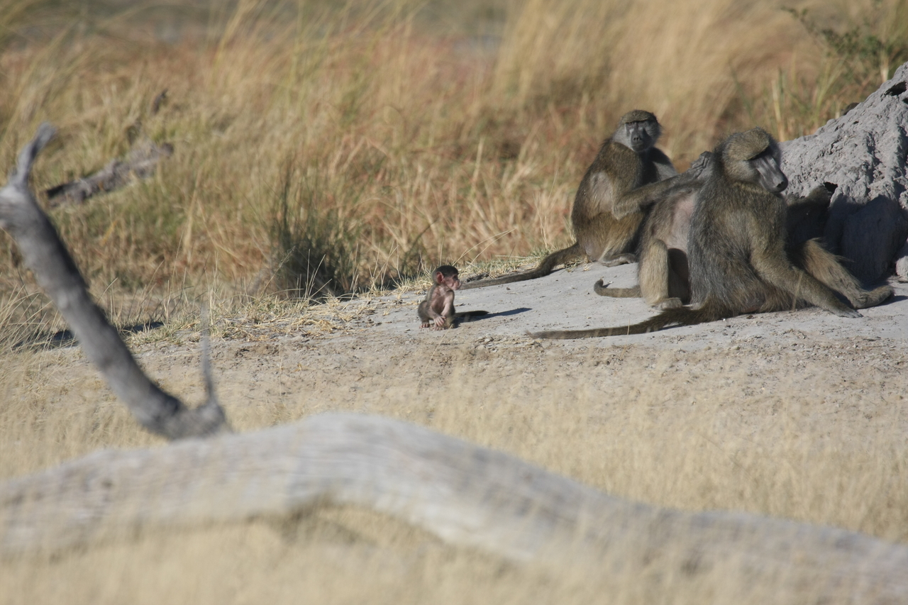 [18235] 2016_06_28_02_45_05_Africa_Canon_EOS_40D_IMG__00159.jpg