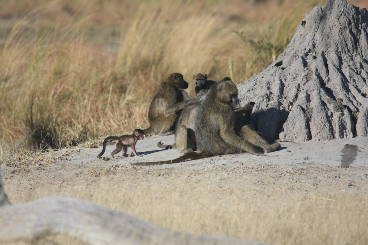 [18240] 2016_06_28_02_45_08_Africa_Canon_EOS_40D_IMG__00160.jpg