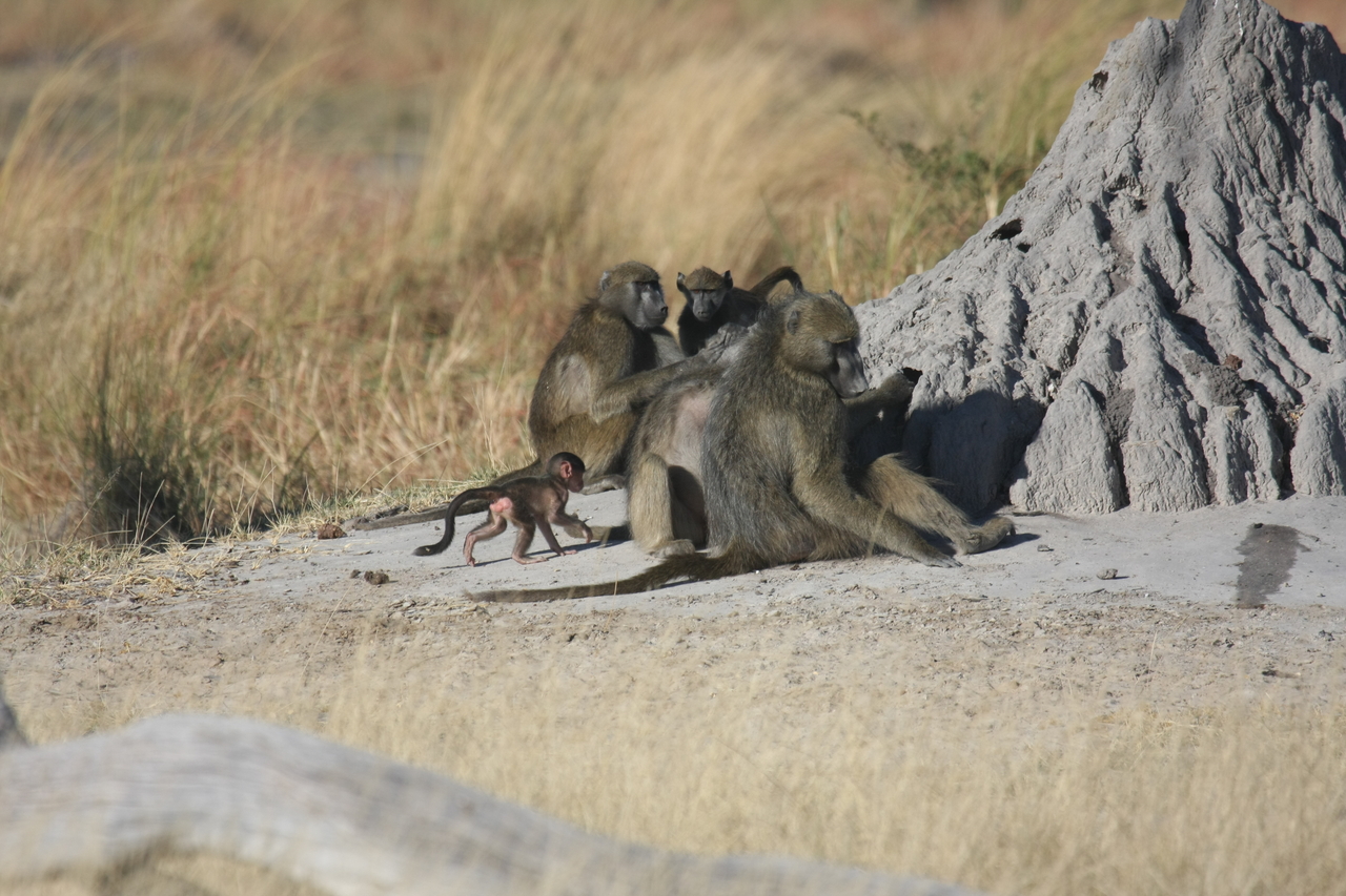 [18241] 2016_06_28_02_45_08_Africa_Canon_EOS_40D_IMG__00161.jpg
