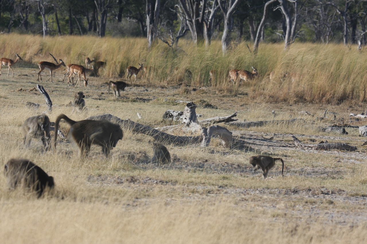 [18249] 2016_06_28_02_46_01_Africa_Canon_EOS_40D_IMG__02550.jpg