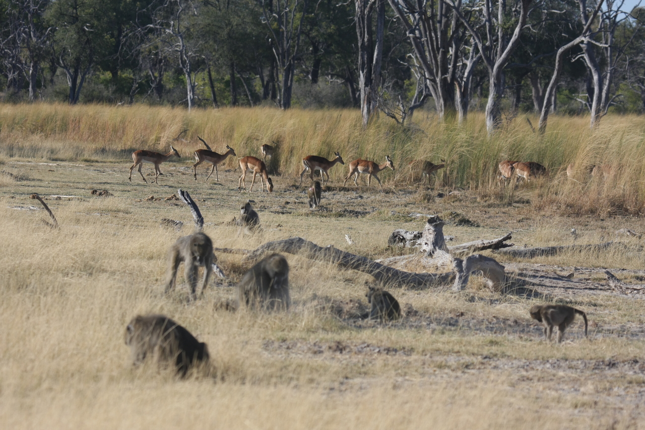 [18252] 2016_06_28_02_46_05_Africa_Canon_EOS_40D_IMG__00164.jpg