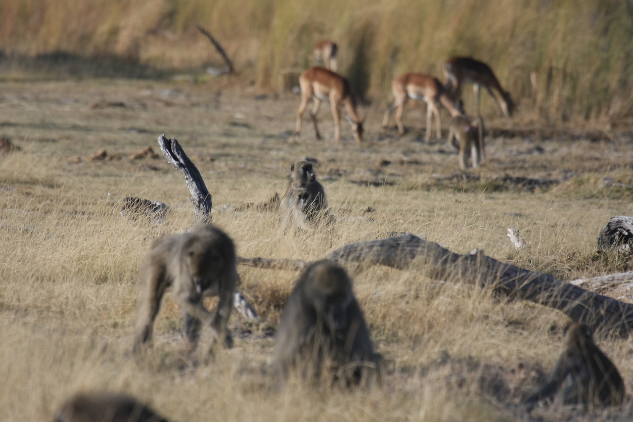 [18260] 2016_06_28_02_46_11_Africa_Canon_EOS_40D_IMG__02553.jpg