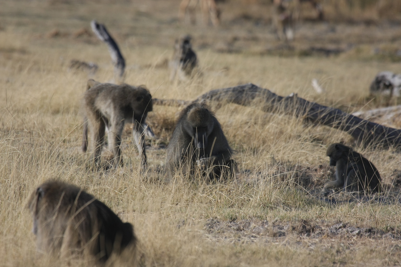 [18265] 2016_06_28_02_46_13_Africa_Canon_EOS_40D_IMG__00170.jpg