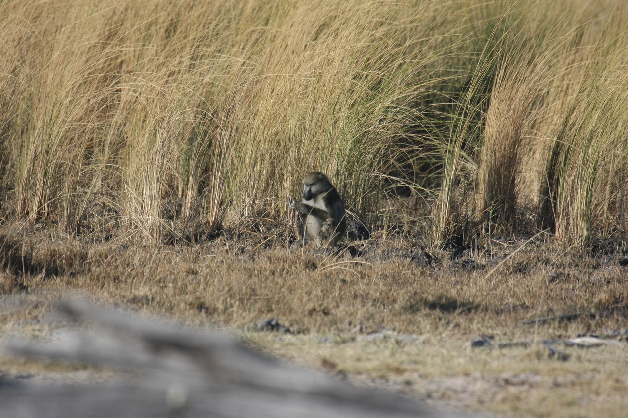 [18275] 2016_06_28_02_46_25_Africa_Canon_EOS_40D_IMG__02560.jpg
