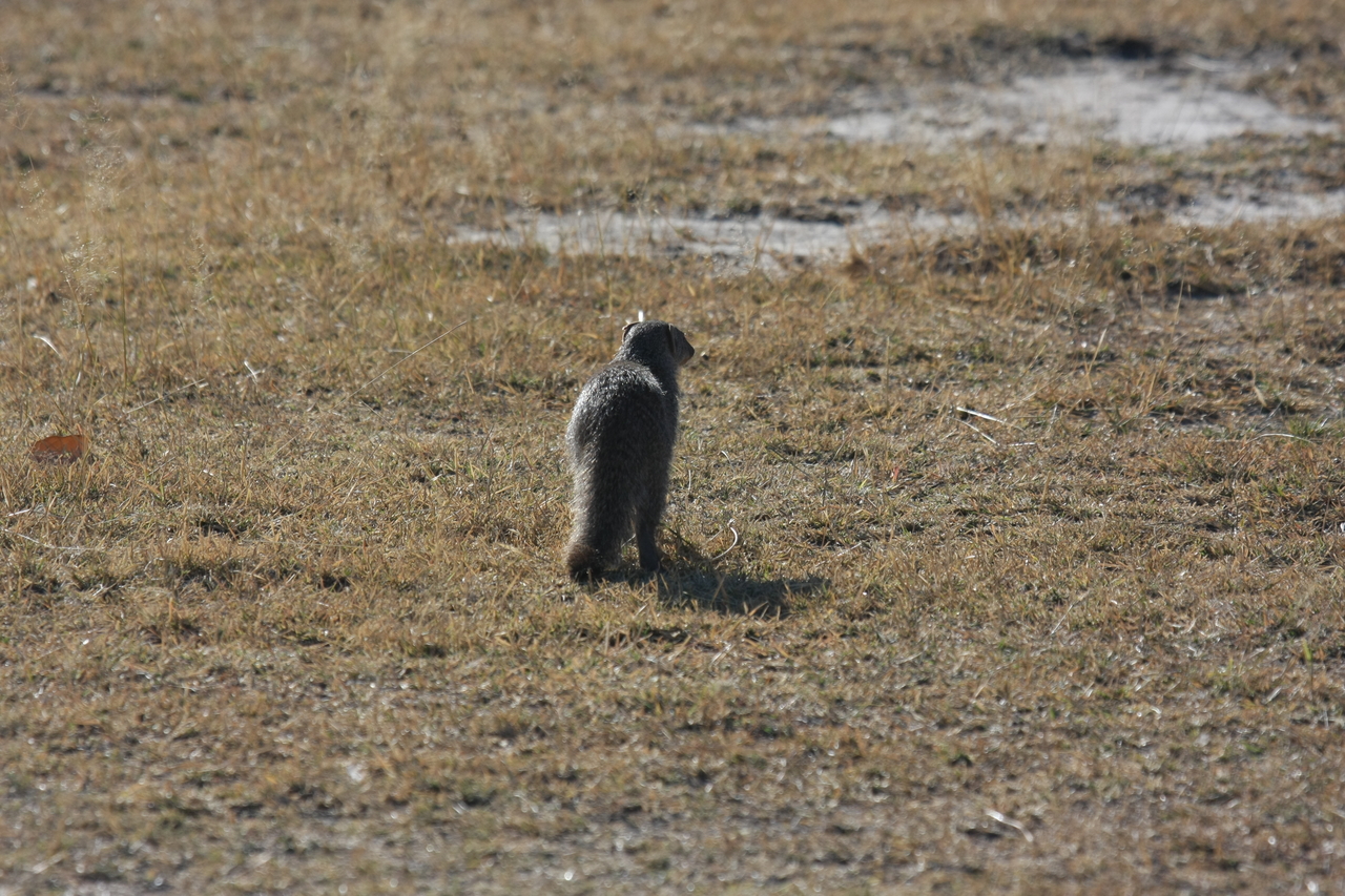 [18290] 2016_06_28_02_47_40_Africa_Canon_EOS_40D_IMG__02564.jpg