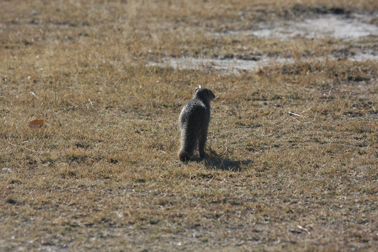 [18291] 2016_06_28_02_47_40_Africa_Canon_EOS_40D_IMG__02565.jpg