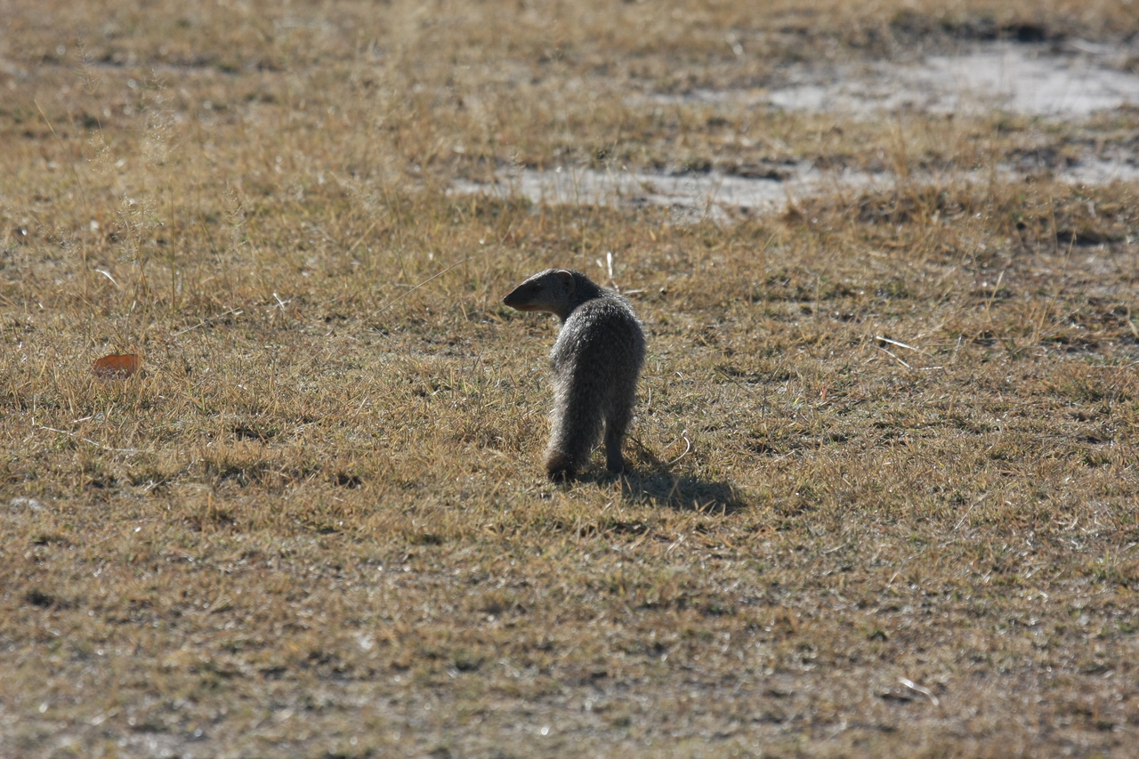 [18296] 2016_06_28_02_47_43_Africa_Canon_EOS_40D_IMG__02566.jpg