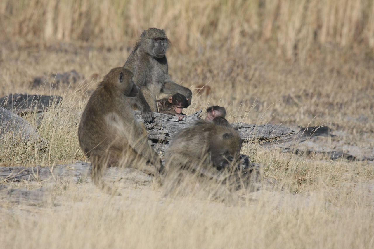 [18317] 2016_06_28_02_48_10_Africa_Canon_EOS_40D_IMG__00189.jpg