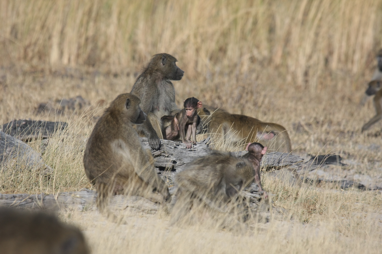 [18331] 2016_06_28_02_48_14_Africa_Canon_EOS_40D_IMG__10026.jpg