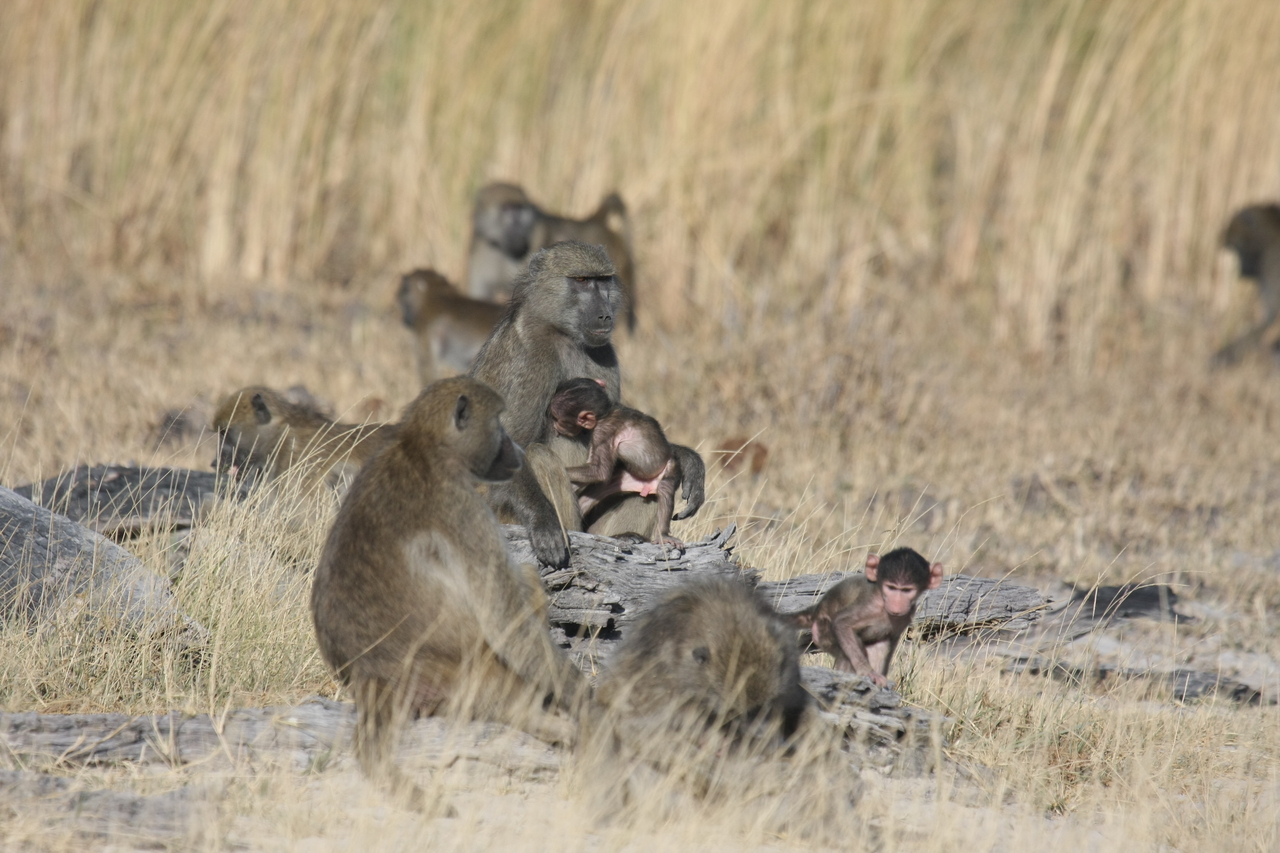 [18334] 2016_06_28_02_48_18_Africa_Canon_EOS_40D_IMG__00195.jpg