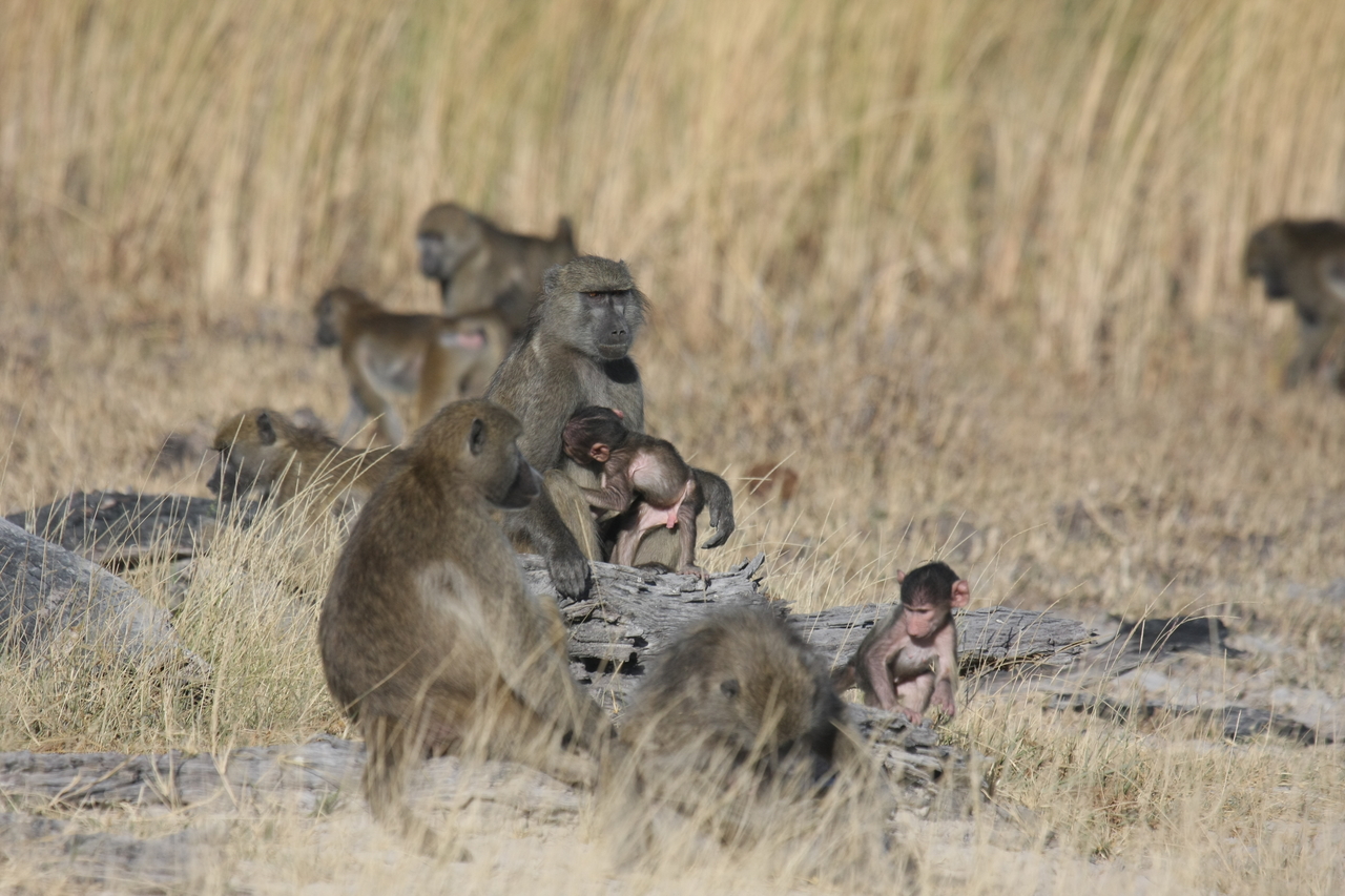 [18335] 2016_06_28_02_48_18_Africa_Canon_EOS_40D_IMG__00196.jpg