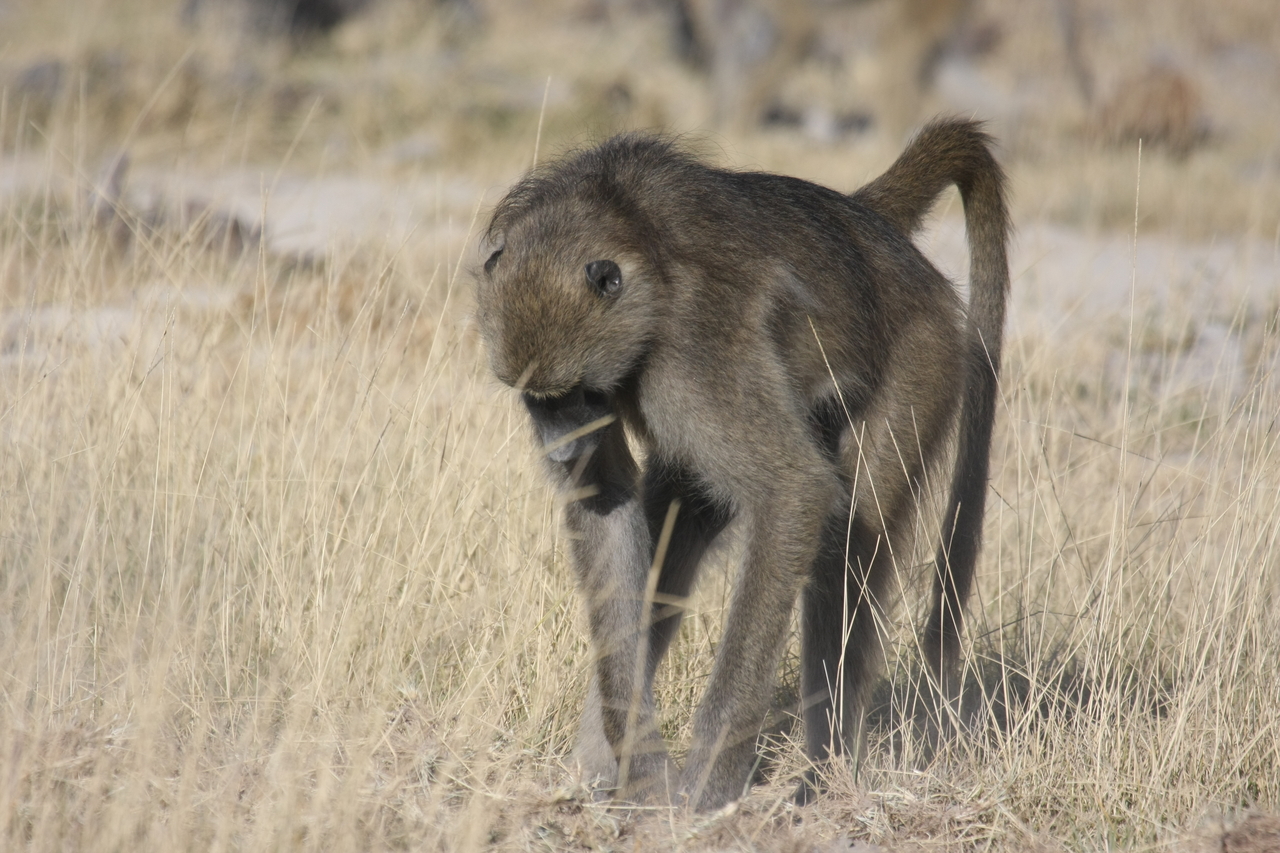 [18342] 2016_06_28_02_48_26_Africa_Canon_EOS_40D_IMG__00197.jpg