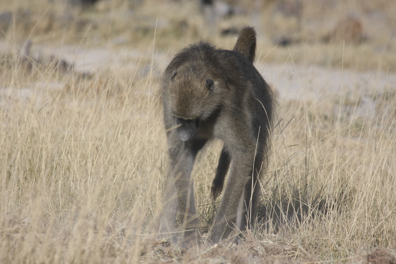 [18353] 2016_06_28_02_48_28_Africa_Canon_EOS_40D_IMG__02588.jpg