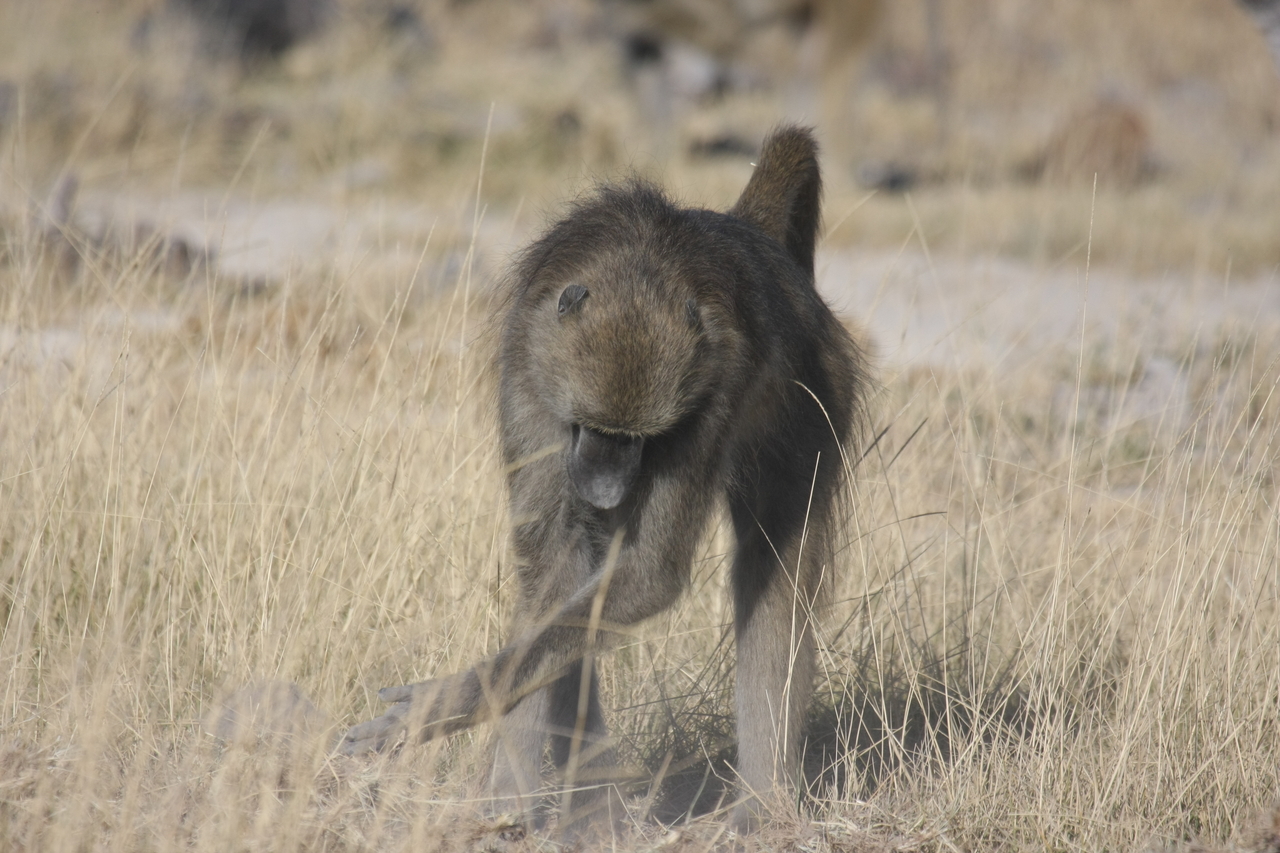[18357] 2016_06_28_02_48_29_Africa_Canon_EOS_40D_IMG__00203.jpg