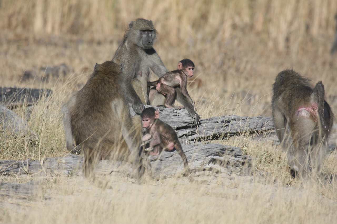 [18361] 2016_06_28_02_48_35_Africa_Canon_EOS_40D_IMG__00205.jpg