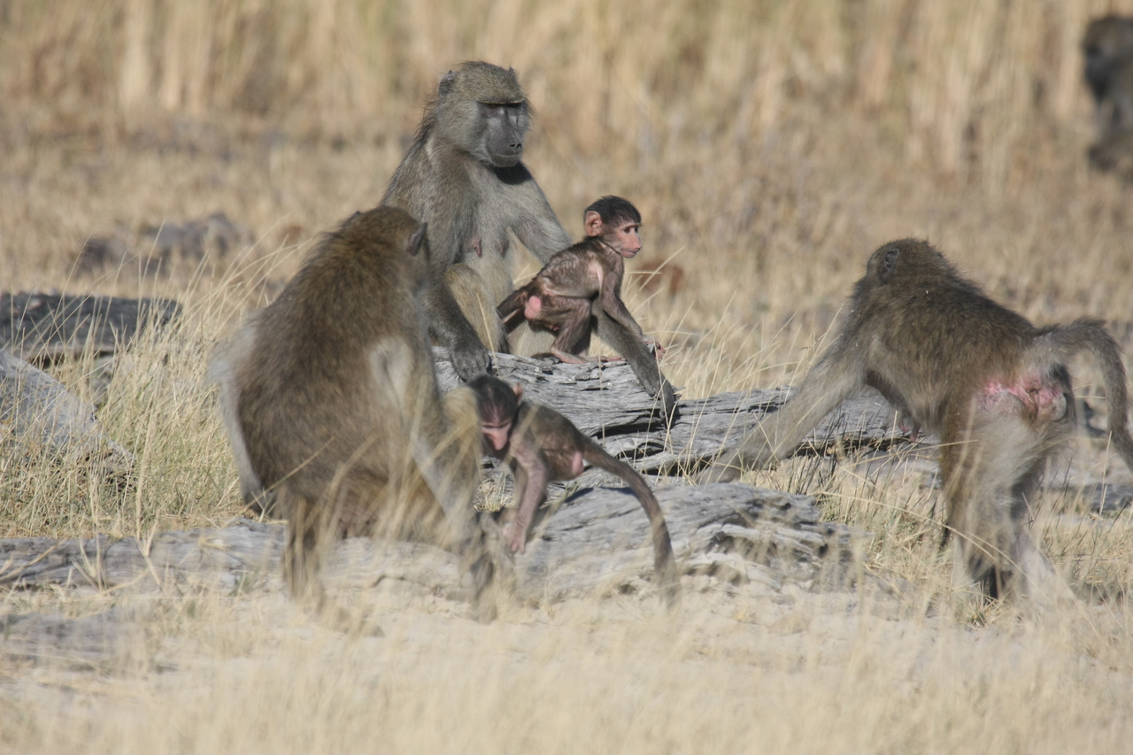 [18365] 2016_06_28_02_48_35_Africa_Canon_EOS_40D_IMG__02593.jpg