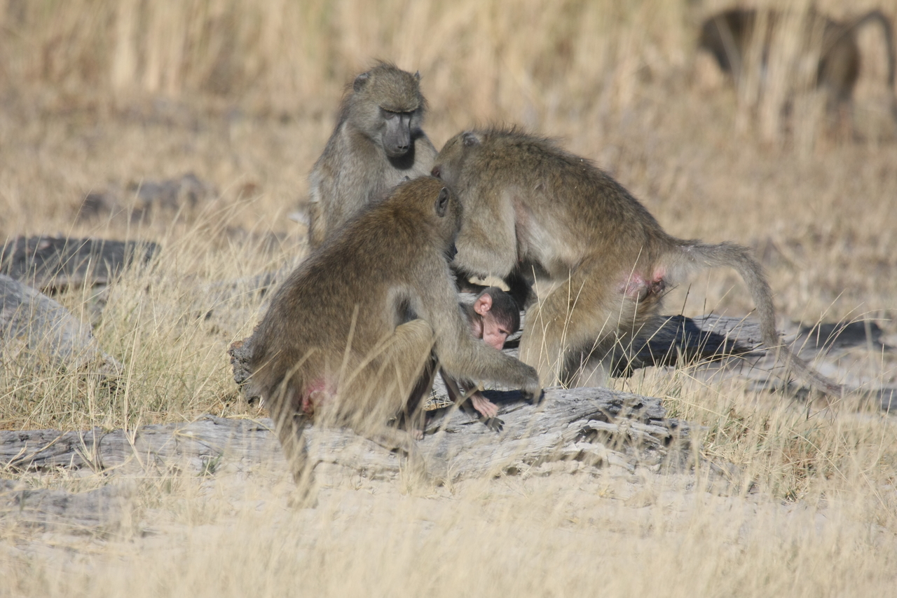 [18372] 2016_06_28_02_48_37_Africa_Canon_EOS_40D_IMG__00208.jpg