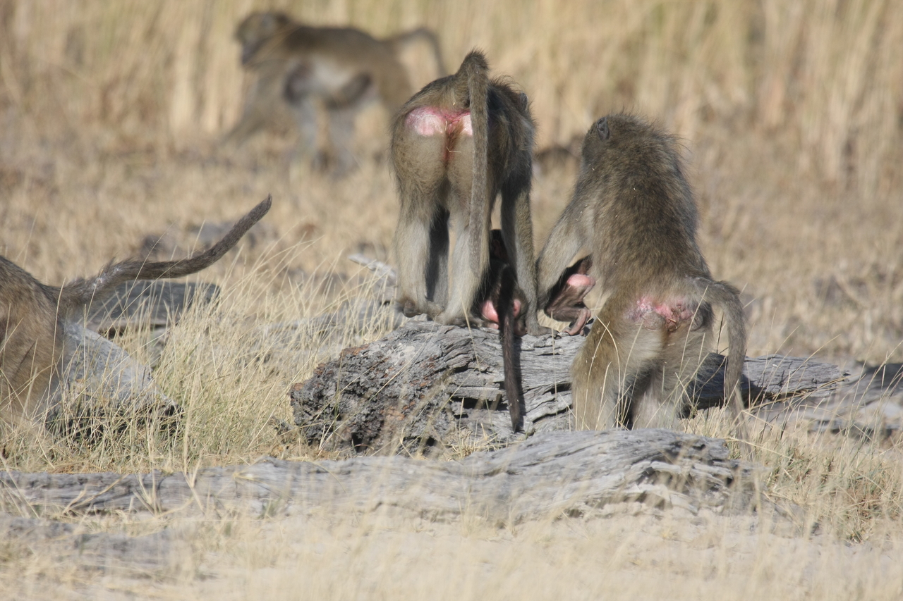 [18378] 2016_06_28_02_48_45_Africa_Canon_EOS_40D_IMG__00210.jpg