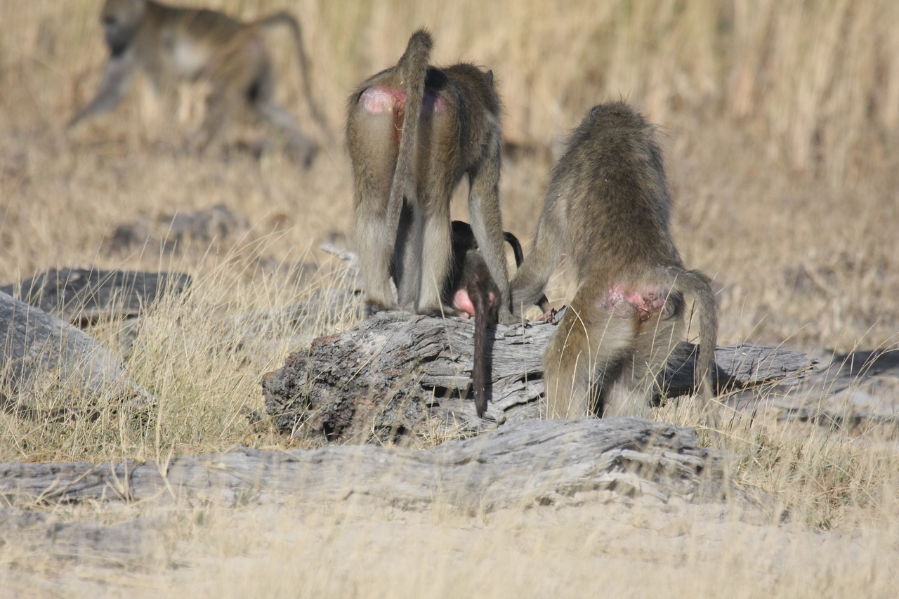 [18380] 2016_06_28_02_48_45_Africa_Canon_EOS_40D_IMG__00212.jpg