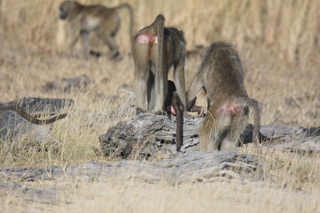 [18385] 2016_06_28_02_48_45_Africa_Canon_EOS_40D_IMG__10045.jpg