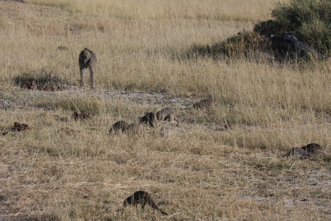 [18401] 2016_06_28_02_50_29_Africa_Canon_EOS_40D_IMG__02606.jpg