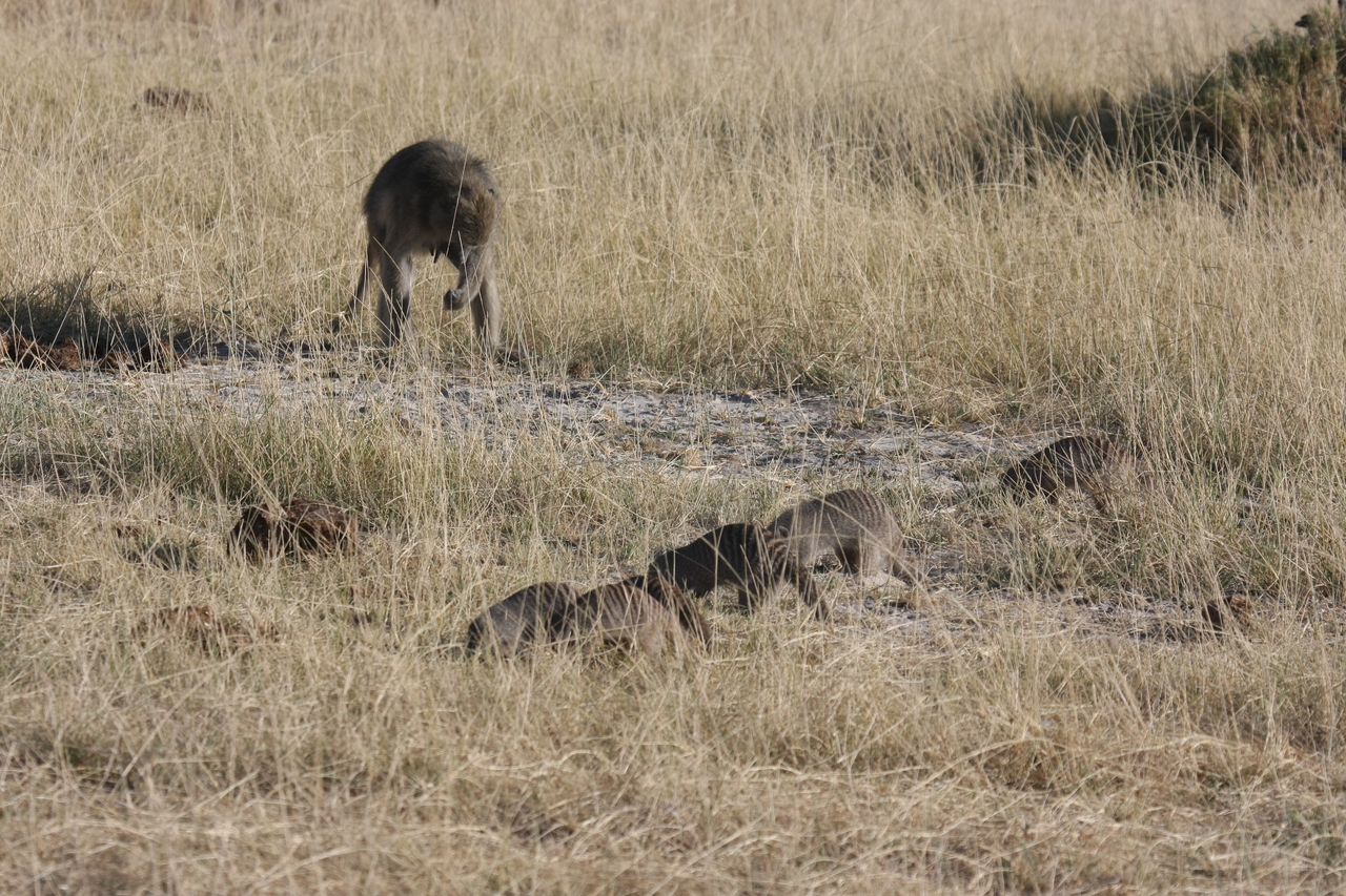 [18413] 2016_06_28_02_50_34_Africa_Canon_EOS_40D_IMG__10056.jpg
