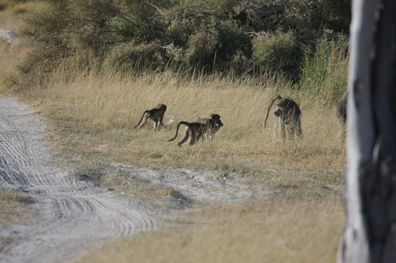 [18420] 2016_06_28_02_51_22_Africa_Canon_EOS_40D_IMG__00227.jpg