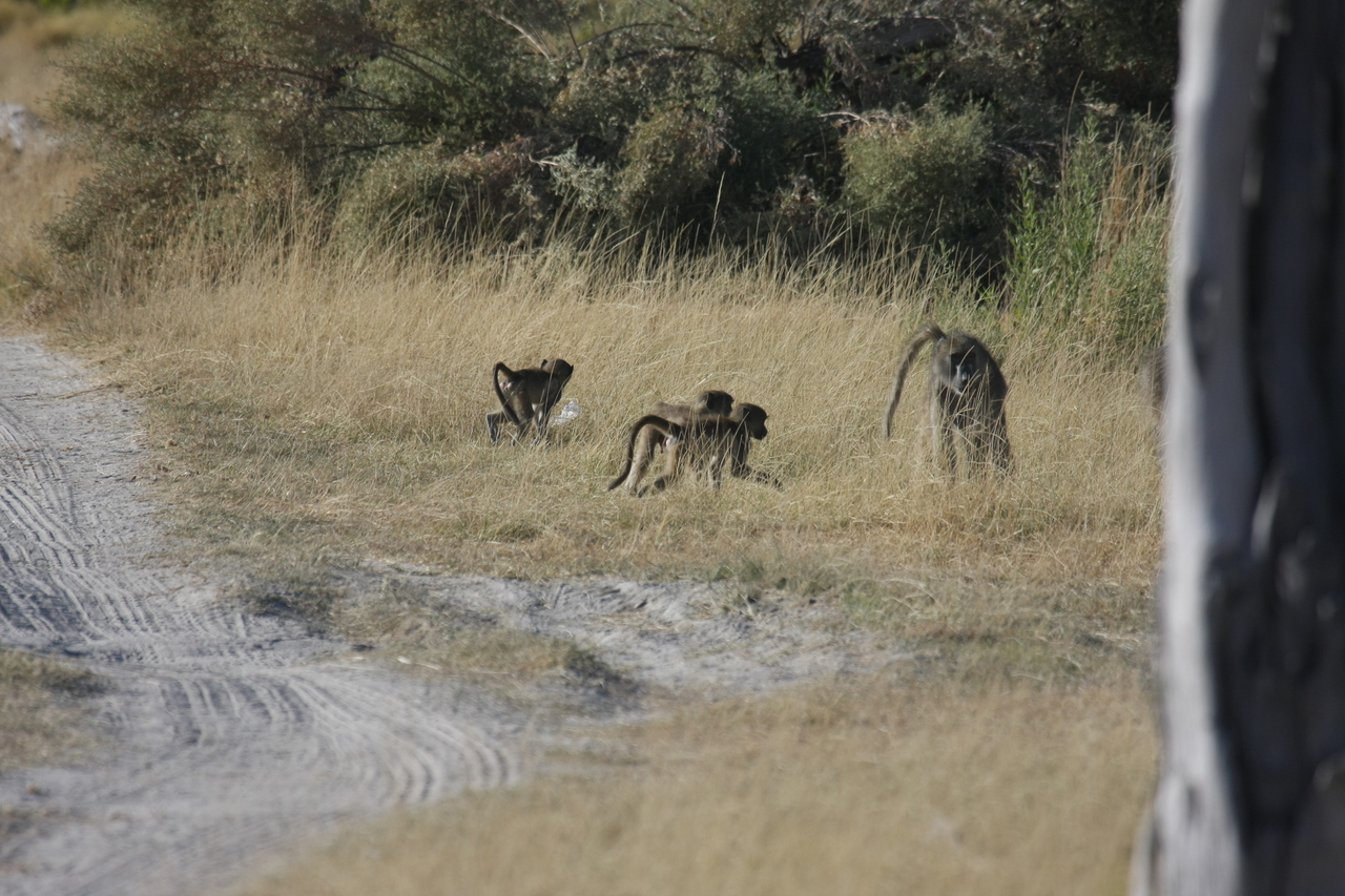 [18423] 2016_06_28_02_51_22_Africa_Canon_EOS_40D_IMG__02615.jpg