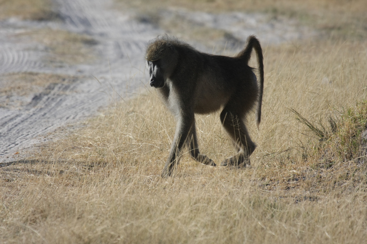 [18438] 2016_06_28_02_51_43_Africa_Canon_EOS_40D_IMG__10065.jpg