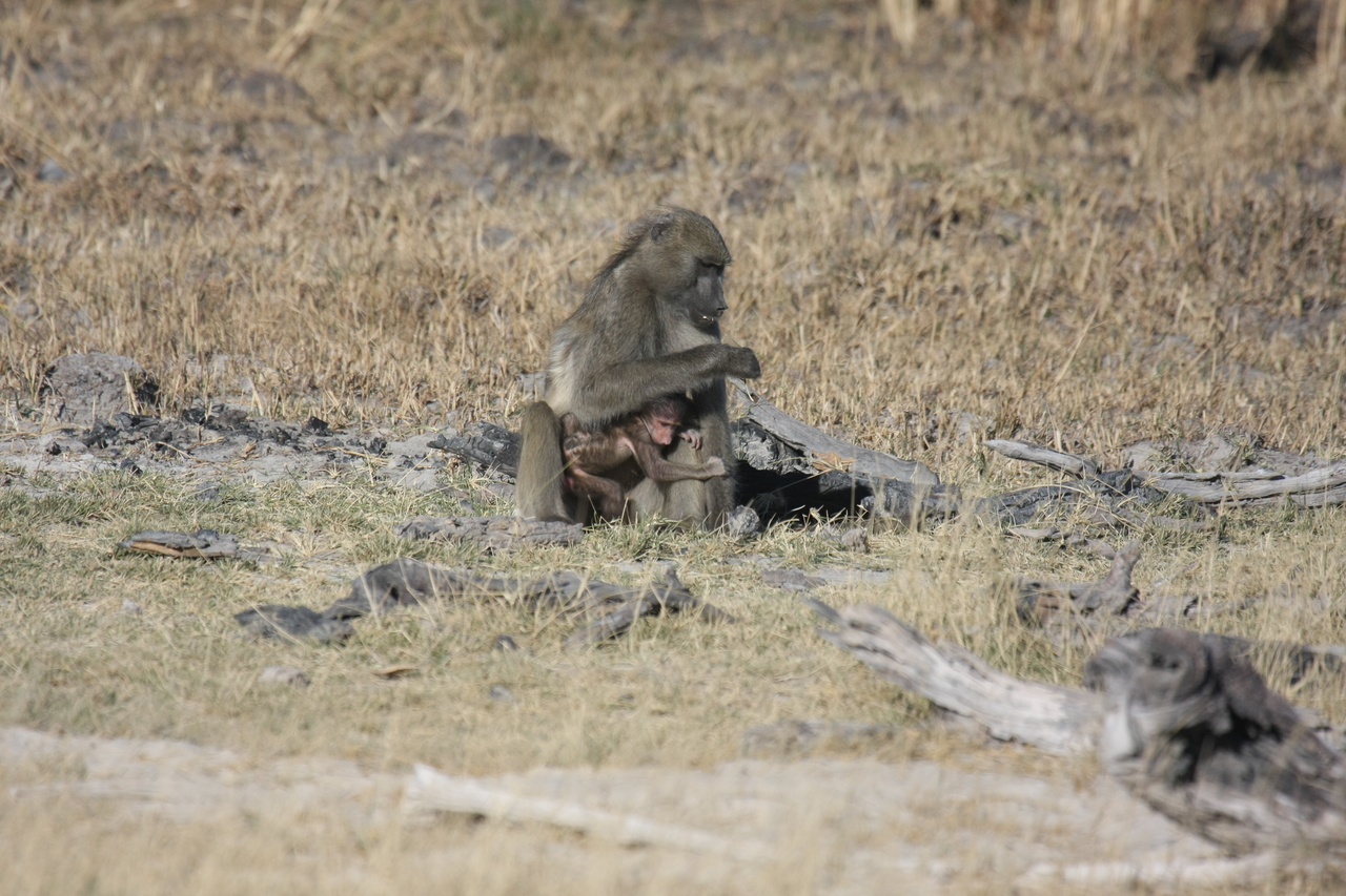 [18464] 2016_06_28_02_52_34_Africa_Canon_EOS_40D_IMG__00244.jpg