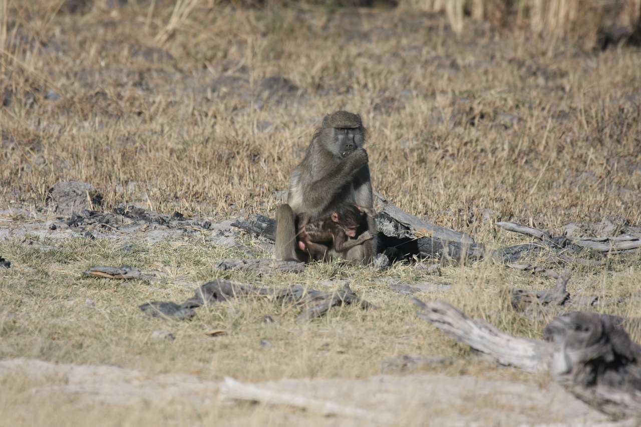 [18471] 2016_06_28_02_52_36_Africa_Canon_EOS_40D_IMG__00245.jpg