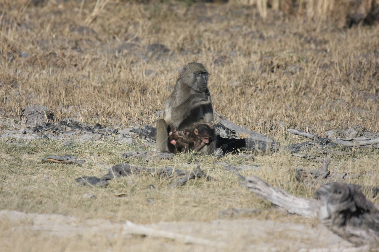 [18477] 2016_06_28_02_52_37_Africa_Canon_EOS_40D_IMG__02635.jpg