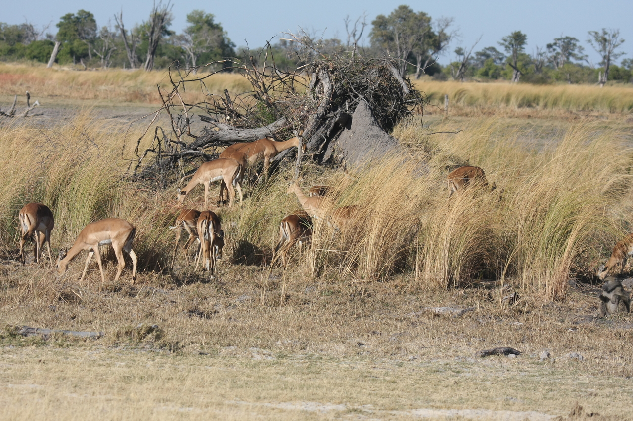 [18488] 2016_06_28_02_53_15_Africa_Canon_EOS_40D_IMG__10085.jpg