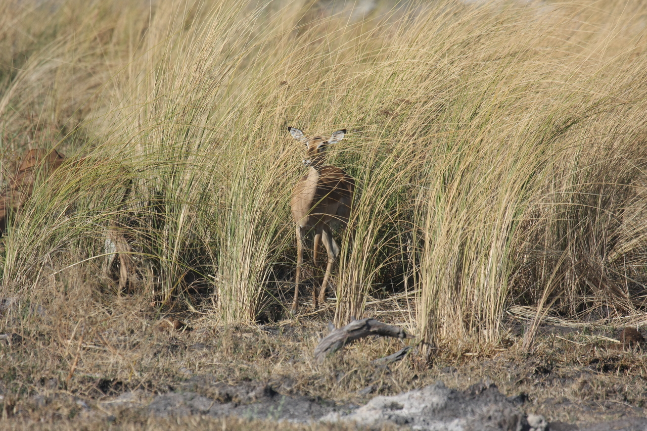 [18499] 2016_06_28_02_53_32_Africa_Canon_EOS_40D_IMG__00256.jpg