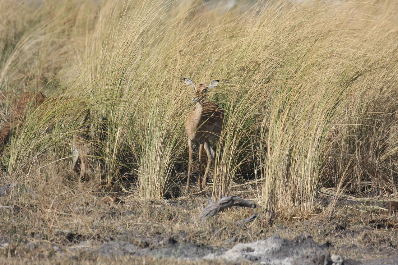[18502] 2016_06_28_02_53_32_Africa_Canon_EOS_40D_IMG__10089.jpg