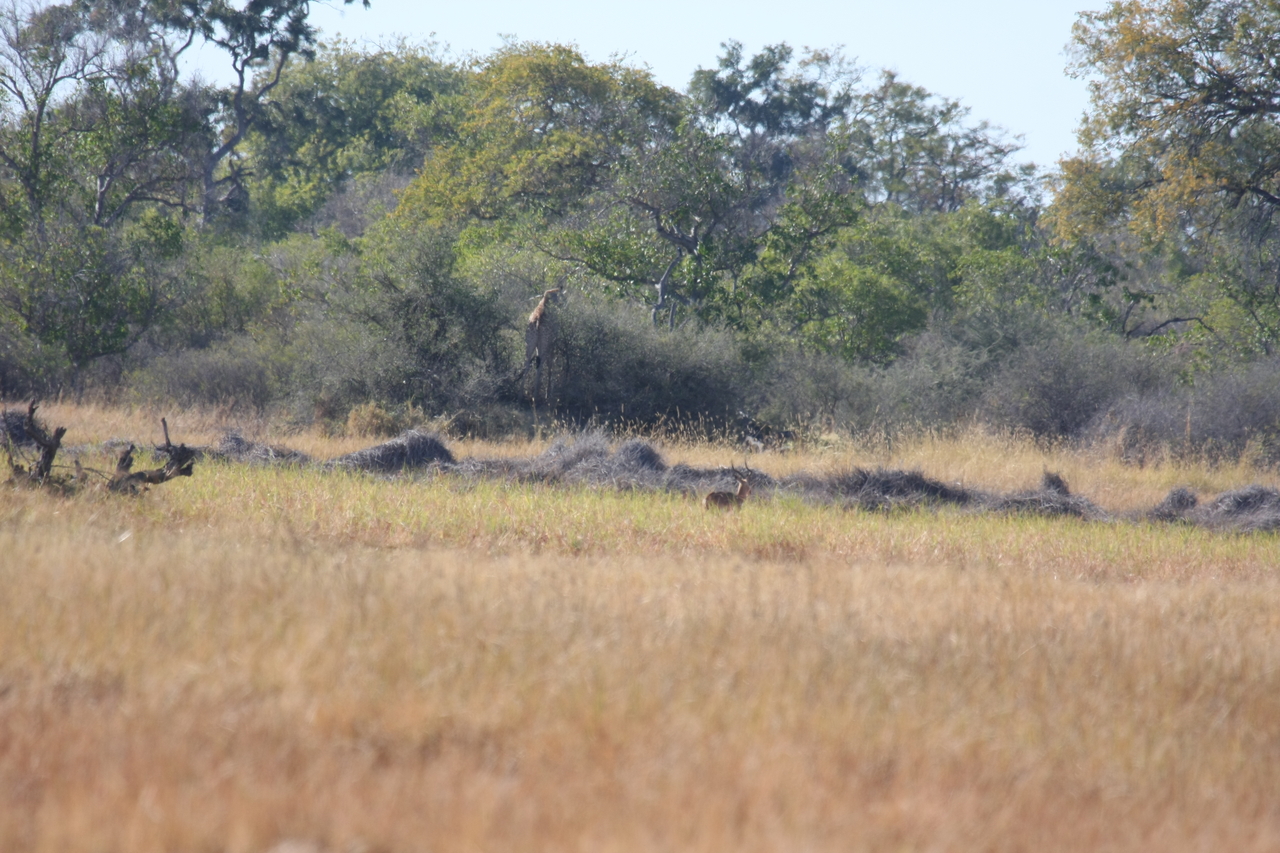 [18526] 2016_06_28_03_07_58_Africa_Canon_EOS_40D_IMG__02652.jpg