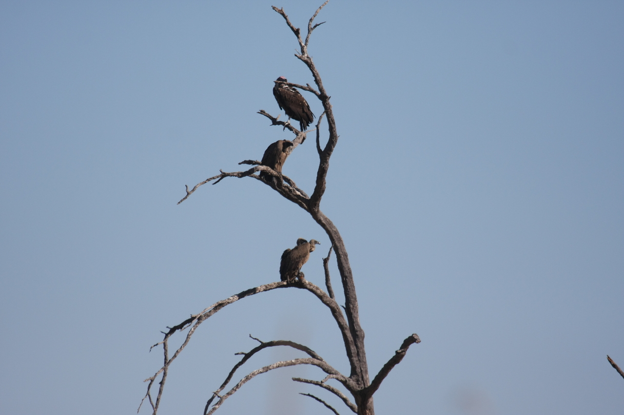 [18531] 2016_06_28_03_18_56_Africa_Canon_EOS_40D_IMG__02654.jpg
