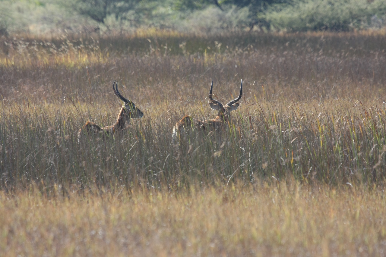 [18541] 2016_06_28_03_54_27_Africa_Canon_EOS_40D_IMG__00272.jpg