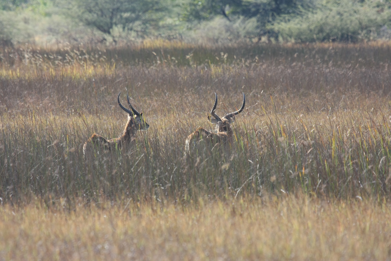 [18542] 2016_06_28_03_54_27_Africa_Canon_EOS_40D_IMG__00273.jpg
