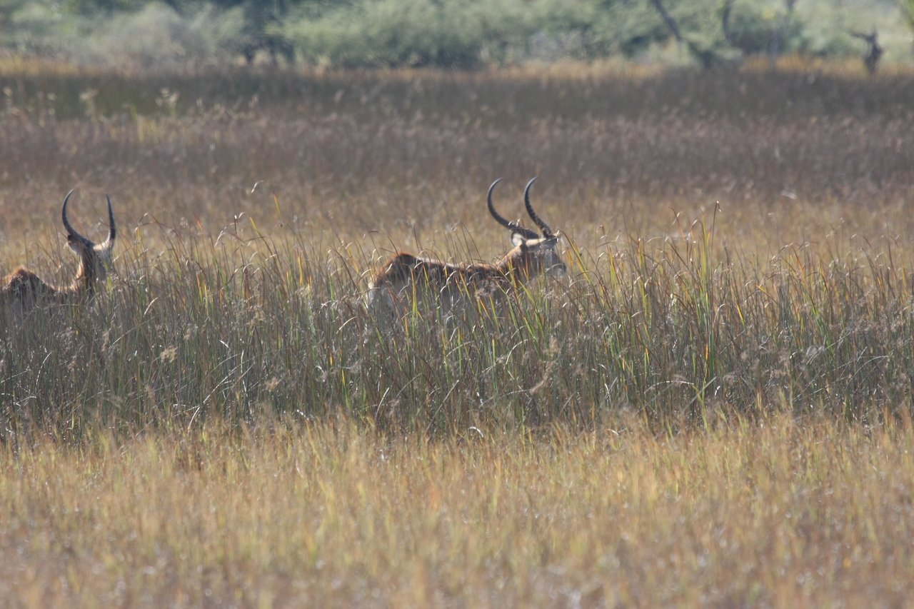 [18549] 2016_06_28_03_54_33_Africa_Canon_EOS_40D_IMG__00274.jpg