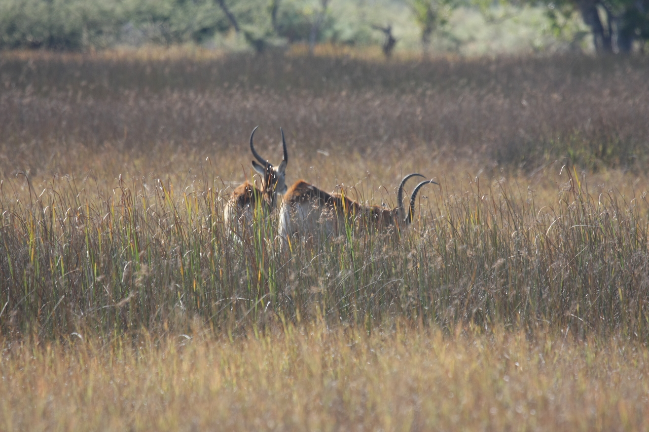 [18570] 2016_06_28_03_54_46_Africa_Canon_EOS_40D_IMG__00282.jpg