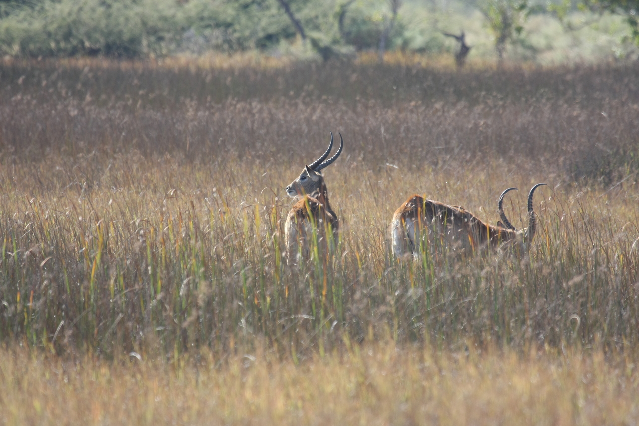 [18581] 2016_06_28_03_54_54_Africa_Canon_EOS_40D_IMG__10119.jpg