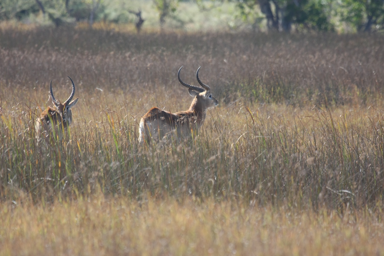 [18587] 2016_06_28_03_55_10_Africa_Canon_EOS_40D_IMG__10121.jpg